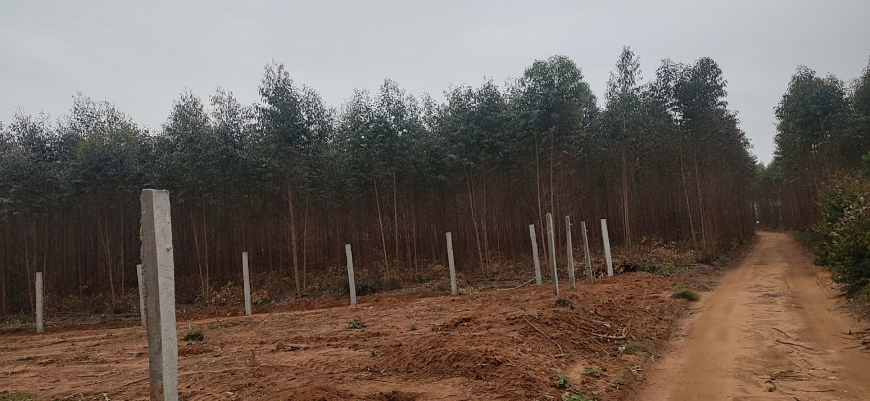 畜牧养殖用地 自家林地出租，交通方便