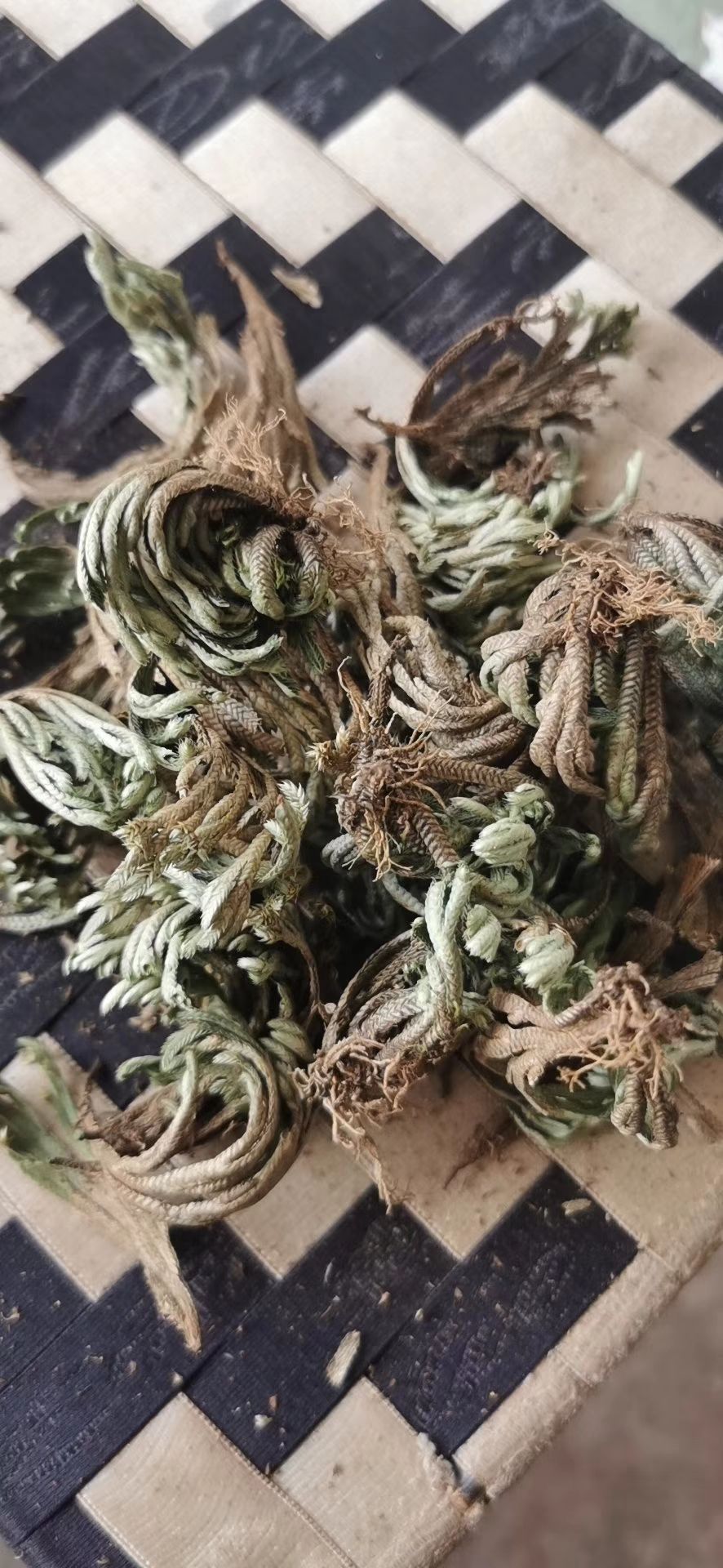  卷柏干品