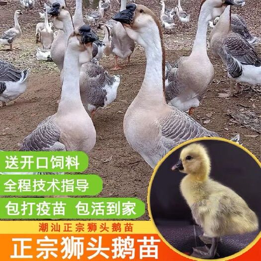 阳江潮汕狮头鹅苗好品种灰狮头鹅苗