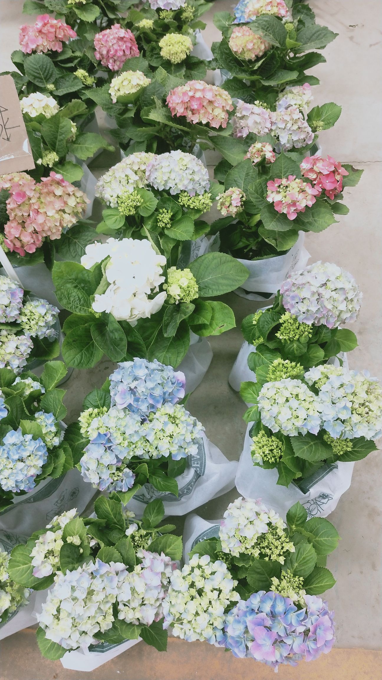 无尽夏绣球 无尽绣球花，多种颜色
