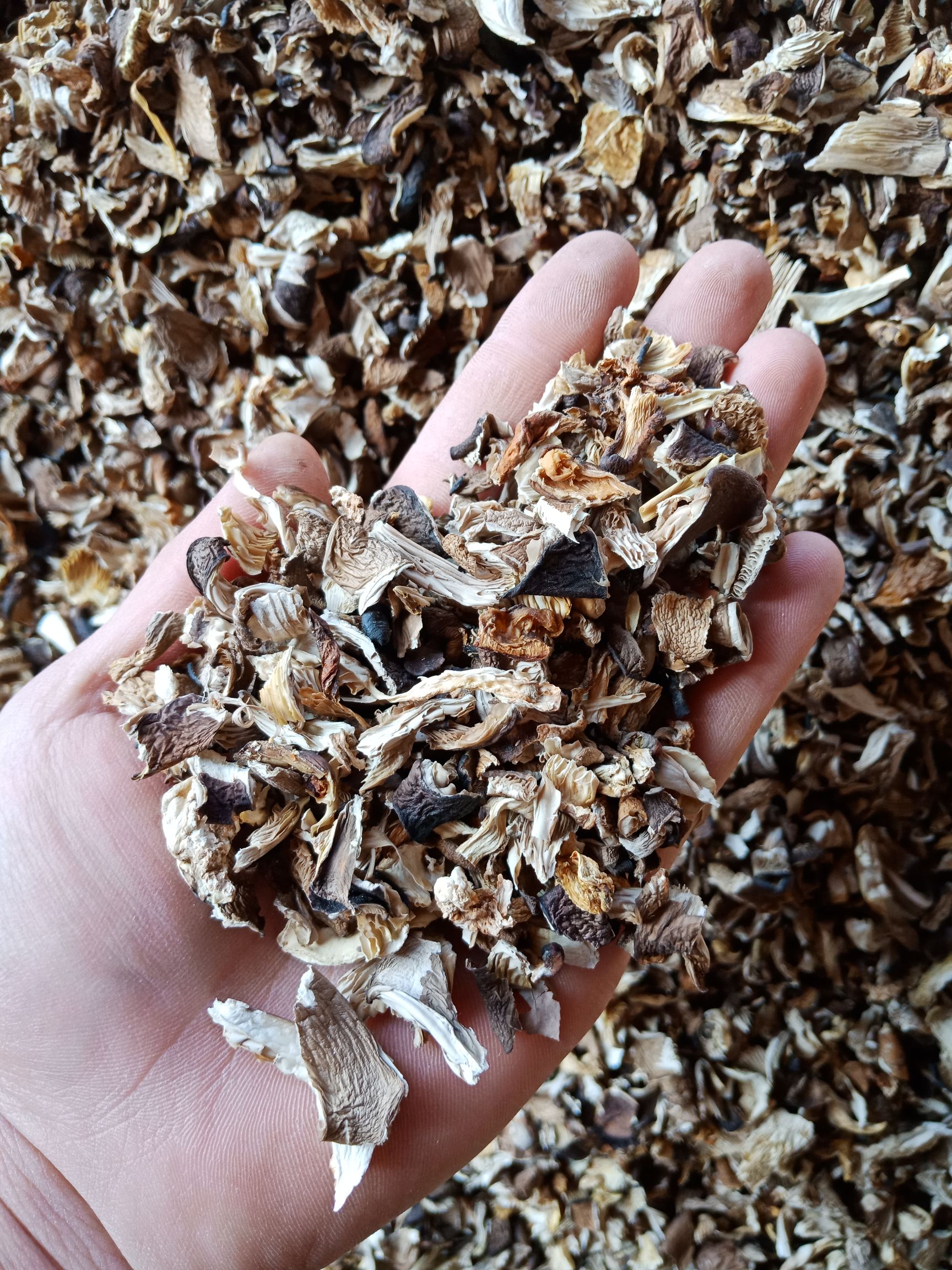 平菇碎片，筛下物，大于0.8公分