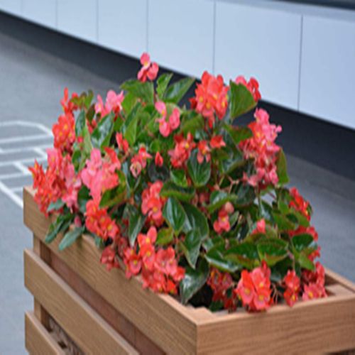 四季海棠花四季开花植物带花苞发货花期长阳台 美