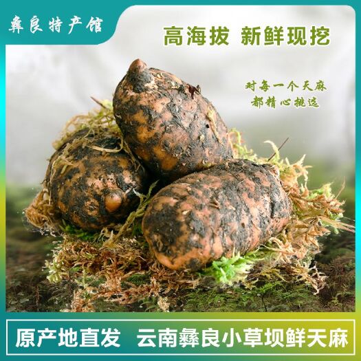 彝良县 天麻新鲜天麻云南昭通彝良小草坝鲜天麻正宗包邮