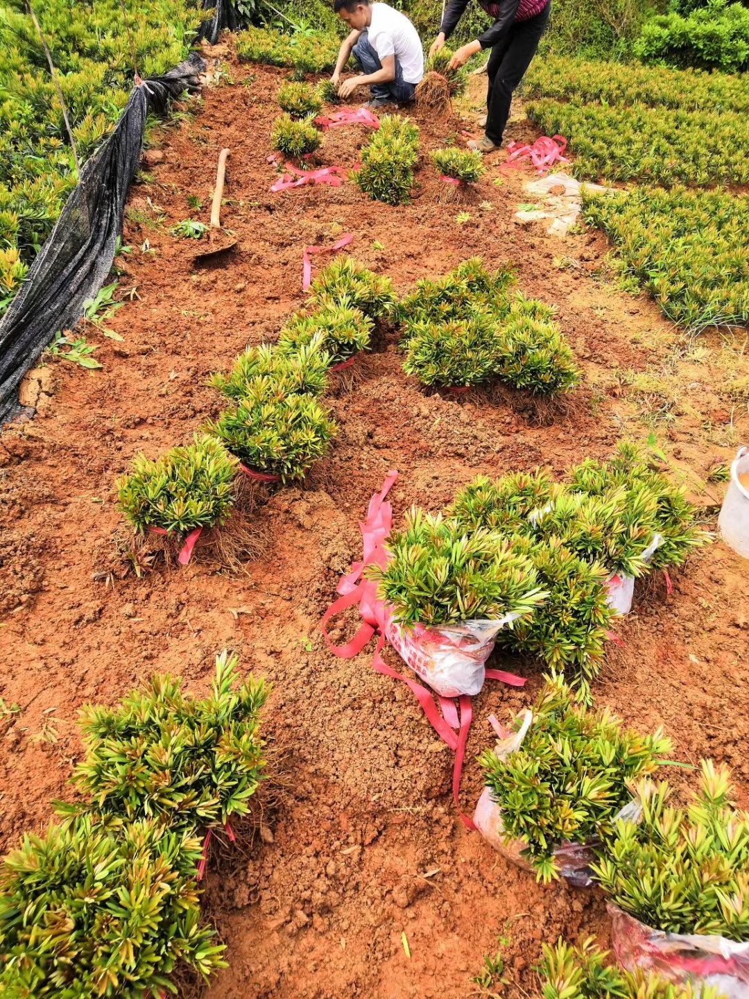 海岛罗汉松  罗汉松