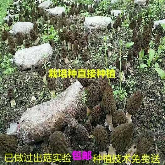 灵宝市羊肚菌菌种 蘑菇种 栽培种 三级种 买菌种教种植技术