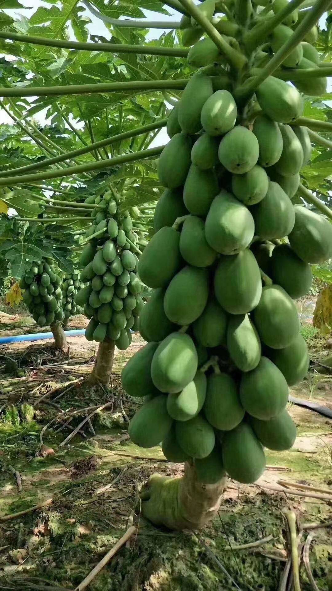 灵山县木瓜苗 黄金瓜苗  泰国木瓜黄金苗