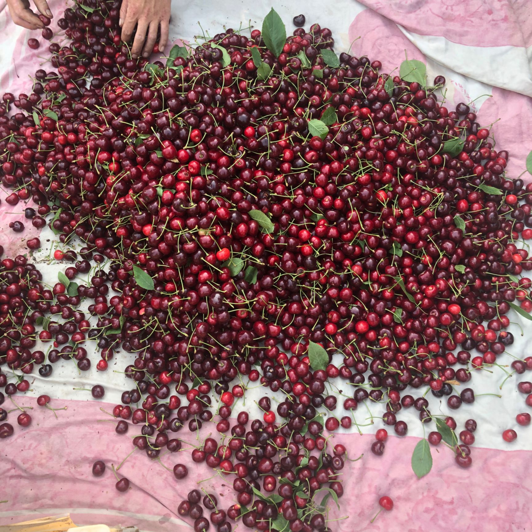 黑珍珠苗 黑珍珠樱桃苗批发基地 黑珍珠樱桃树苗价格 品种纯正