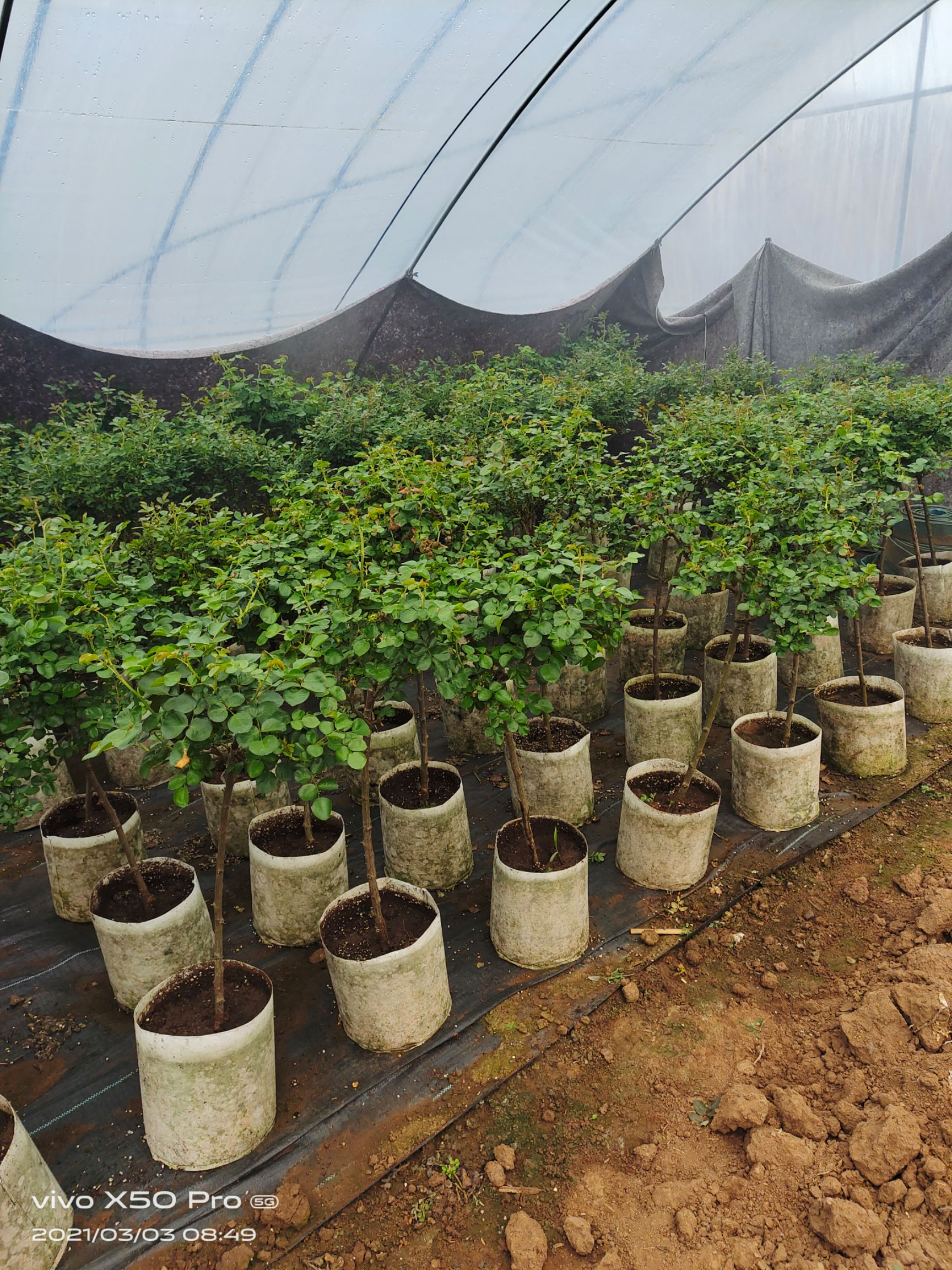  棒棒糖玫瑰花，