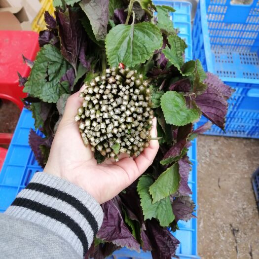 罗定市新鲜紫苏  （罗定市行海农业紫苏种植示范基地直供）