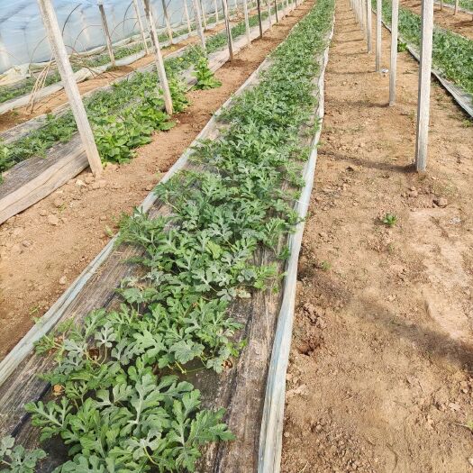 菏泽8424西瓜 山东省菏泽市定陶区 1茬 特级