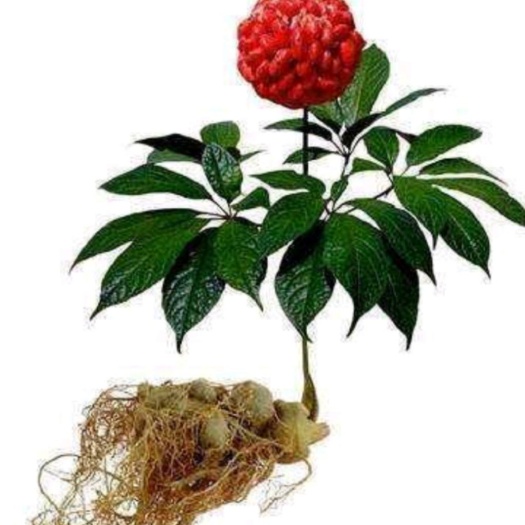 三七种苗 三七苗