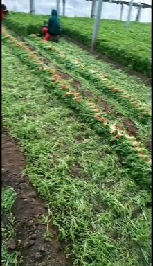 寿光市精品茼蒿，无公害产品自然生长老少皆宜，