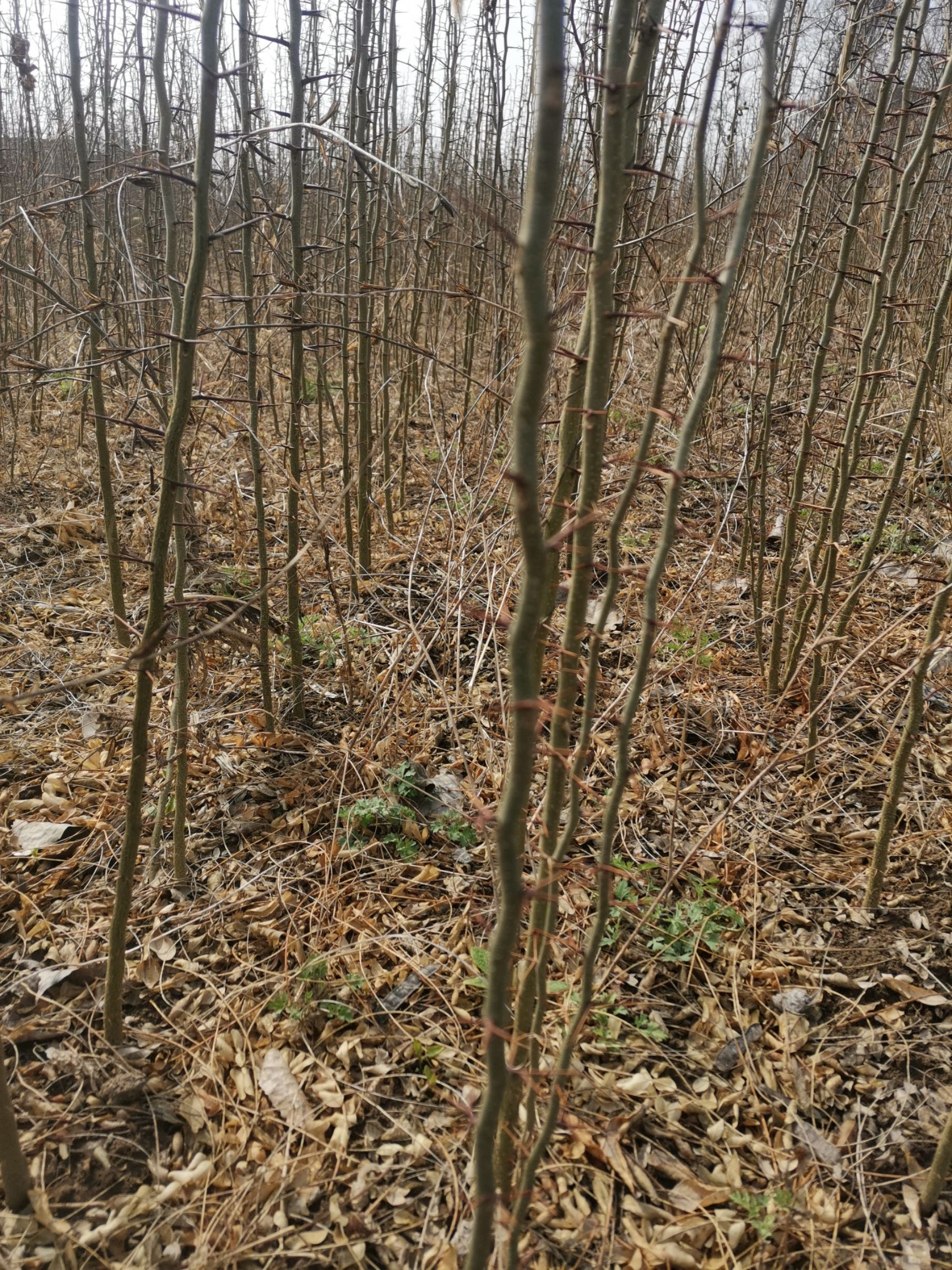 安徽省，亳州市大刺皂角树苗，