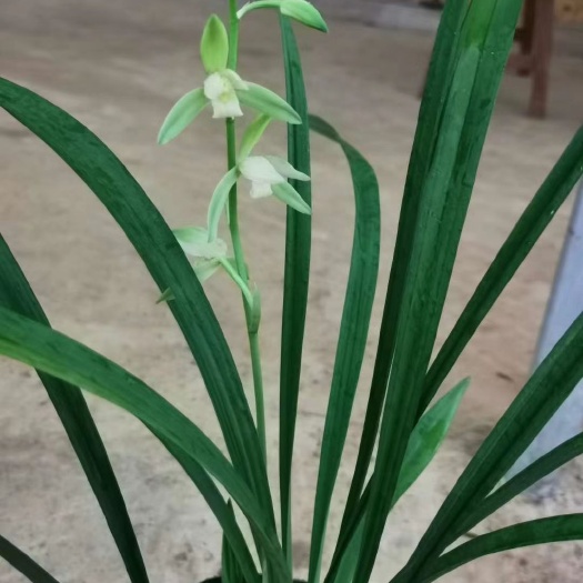 建兰（四季兰）大荷素
