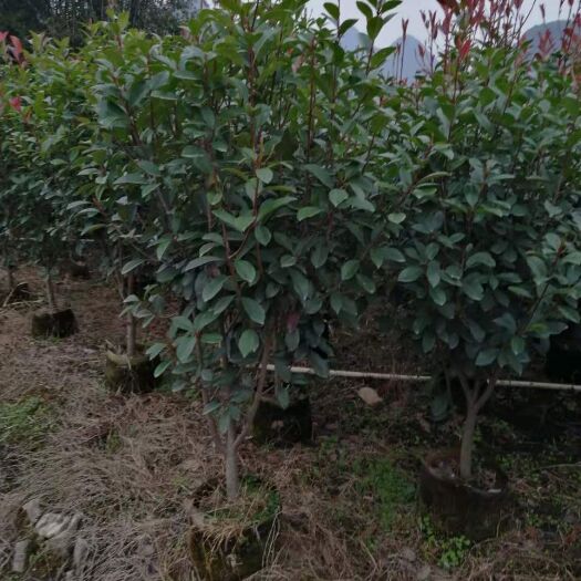 阳朔县 红叶石楠