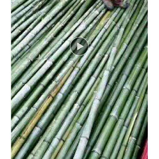 金竹、水竹量大，欢迎老板采购