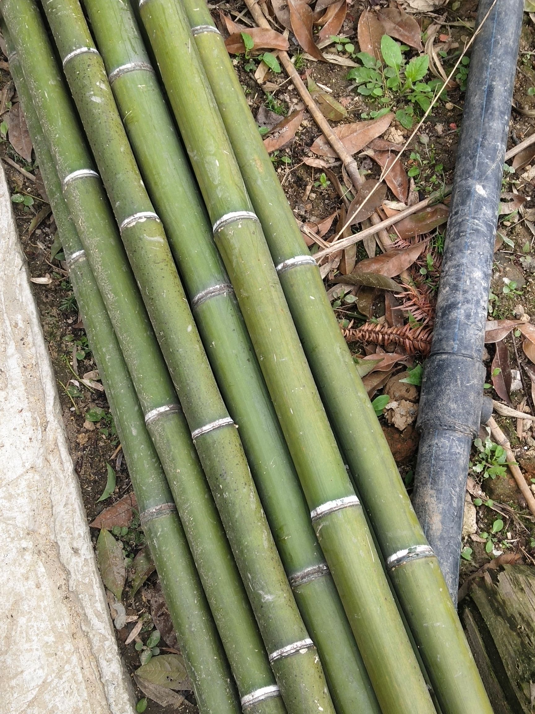 毛竹  量大，质量好。