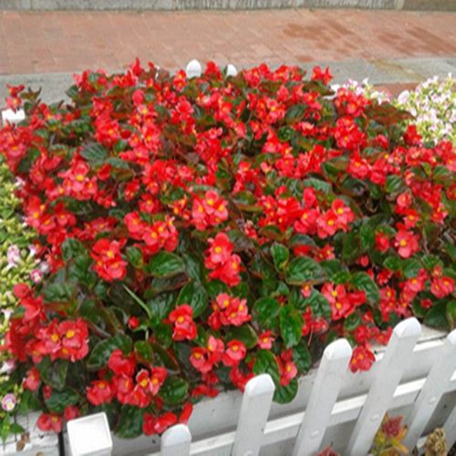 四季海棠花四季开花植物带花苞发货花期长阳台 美
