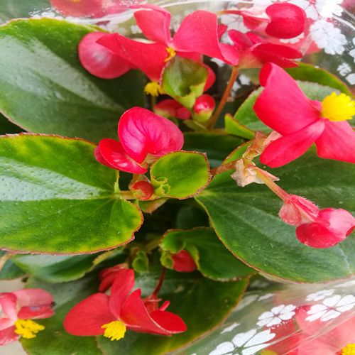 四季海棠花四季开花植物带花苞发货花期长阳台 美