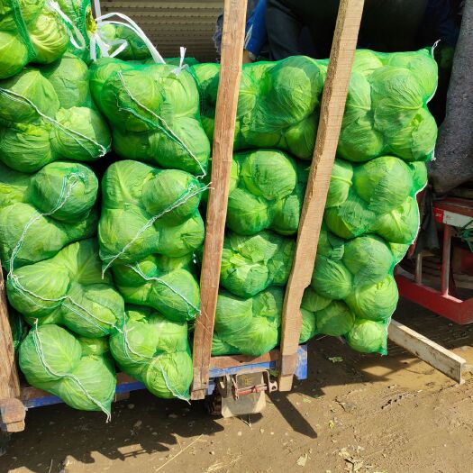 宜城市绿包菜 精品史特丹，上货量不多，欢迎下单