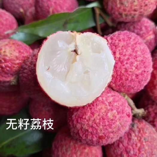 灵山县无核荔枝苗  荔枝树苗新品种无核荔枝嫁接苗南北方可盆栽地栽种植