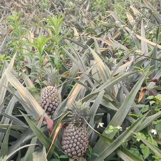 河口县 香水菠萝