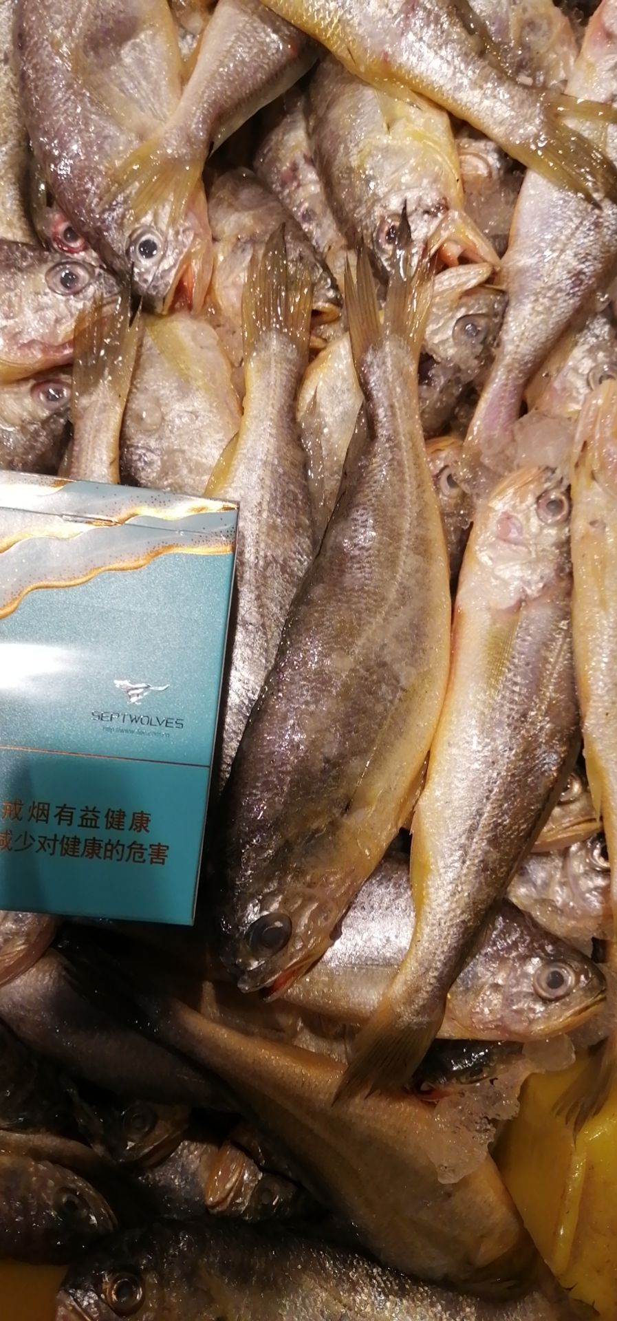 霞浦县小黄鱼 各种规格，鲜度好，价格低，货源足。