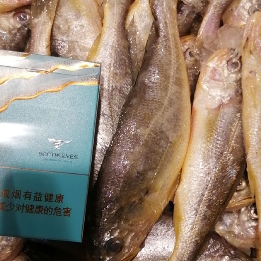 霞浦县小黄鱼 各种规格，鲜度好，价格低，货源足。