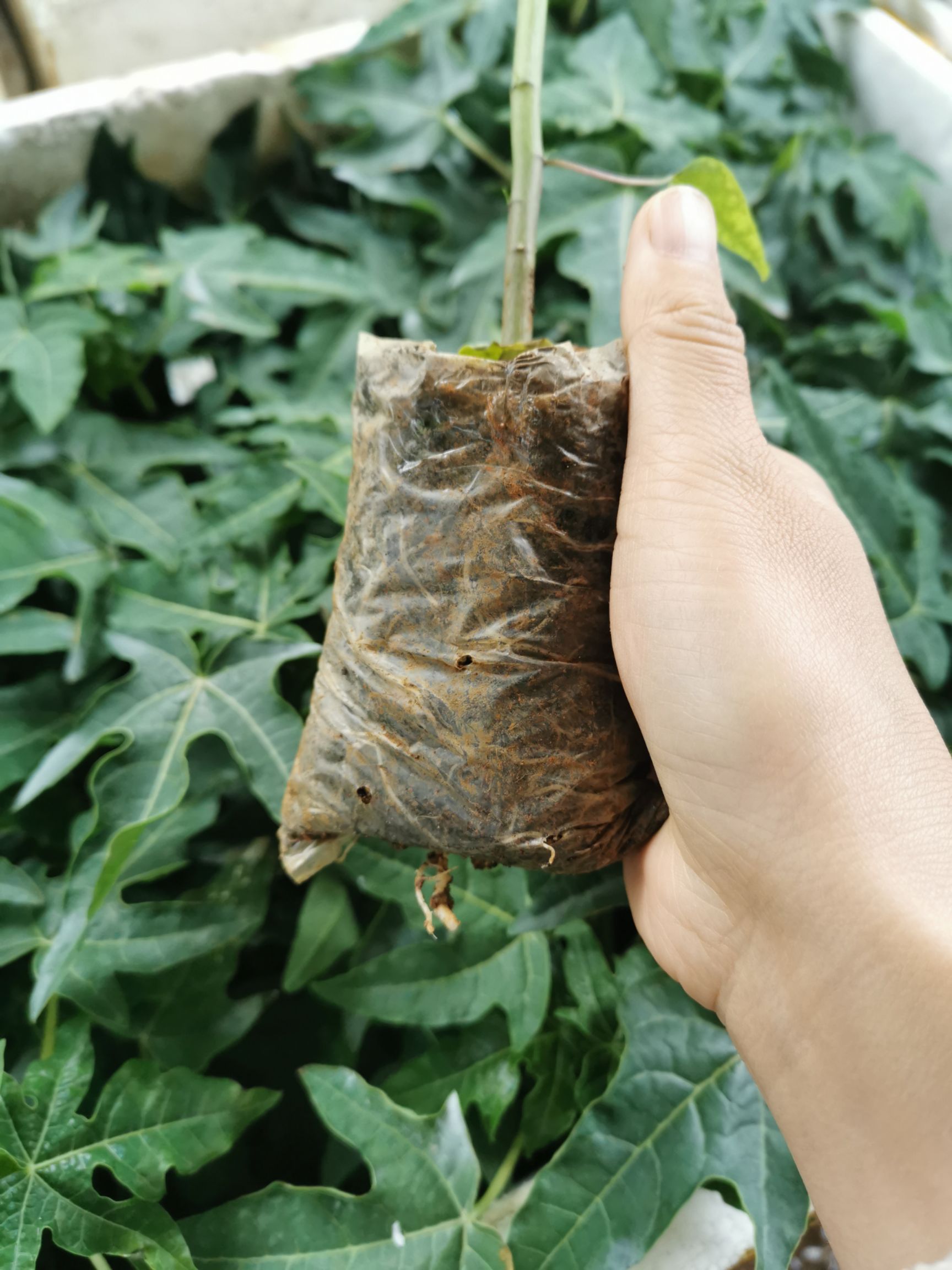 红玲木瓜苗  红心木瓜苗 大青木瓜苗 可盘栽包邮