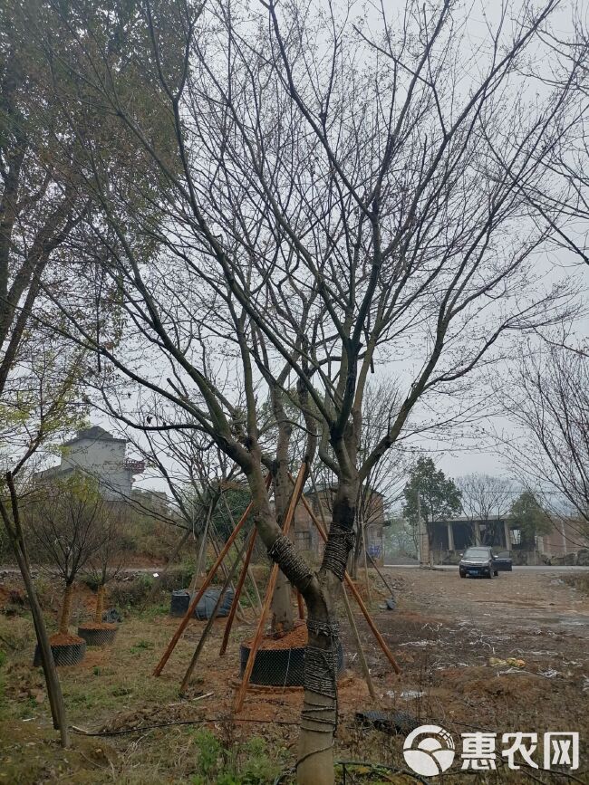 小叶朴 朴树，大量15-60的朴树出售！生熟苗都有，树型好！