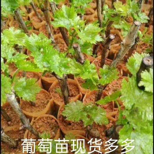 灵山县早黑玫瑰葡萄苗  黑玫瑰葡萄苗，种植简单收成快效益高
