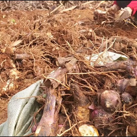 芭蕉芋  供应高档淀粉原材料芭蕉姜芋种苗蕉芋种苗