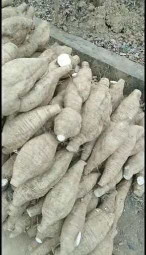 藤县 大量量供应优质无渣粉葛