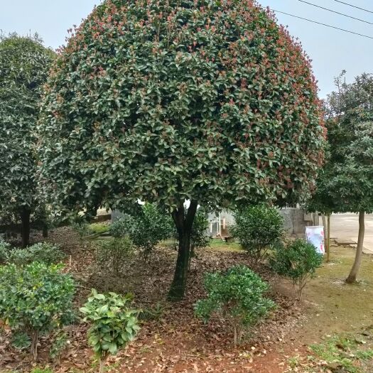 长沙县金桂  12-20精品桂花树，自家苗圃优价现货供应