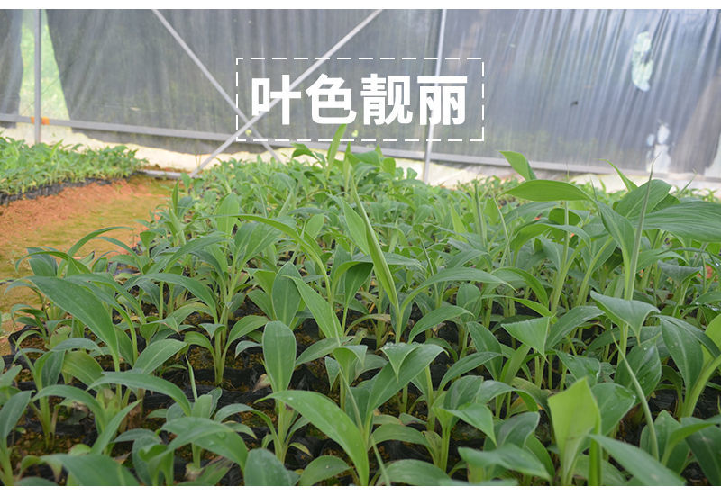 中蕉9号香蕉苗 香蕉苗，中蕉九号