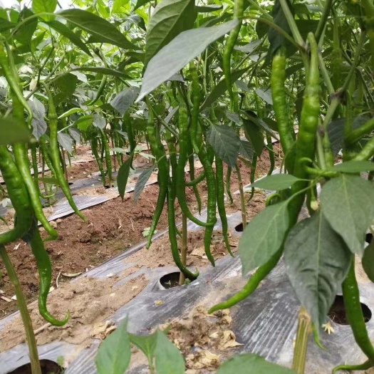 吉首市 螺丝椒，二荆条，条8号，3号辣椒大量有货。