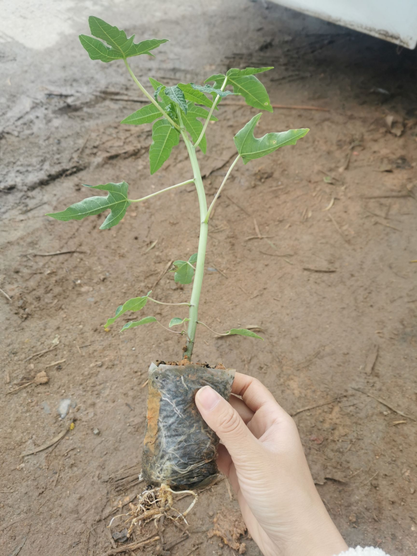 红玲木瓜苗  红心木瓜苗 大青木瓜苗 可盘栽包邮
