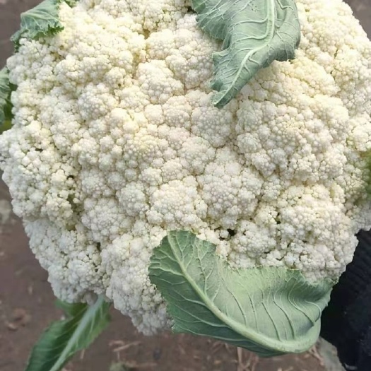 徐州白花菜花 松散 江苏省徐州市铜山区 2~3斤 