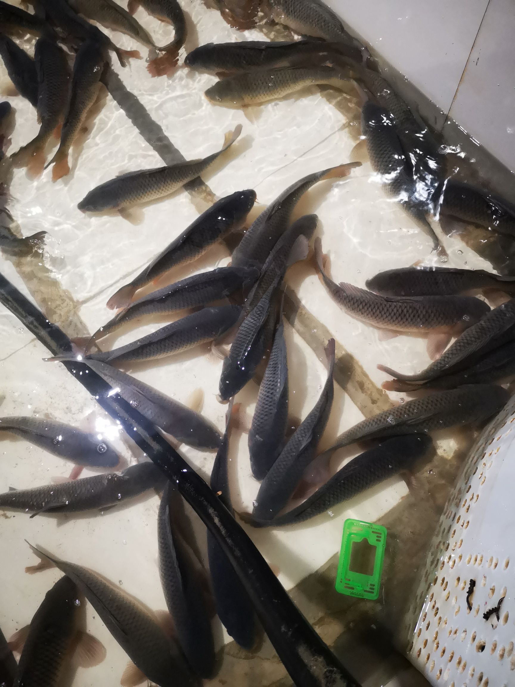 鲤鱼各种淡水鱼