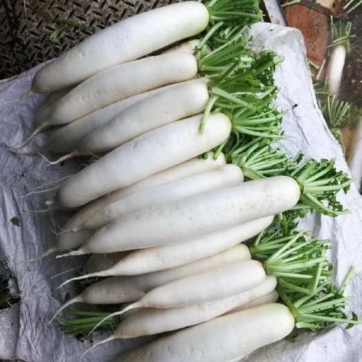 嵩明县白萝卜 天天供应优质白萝