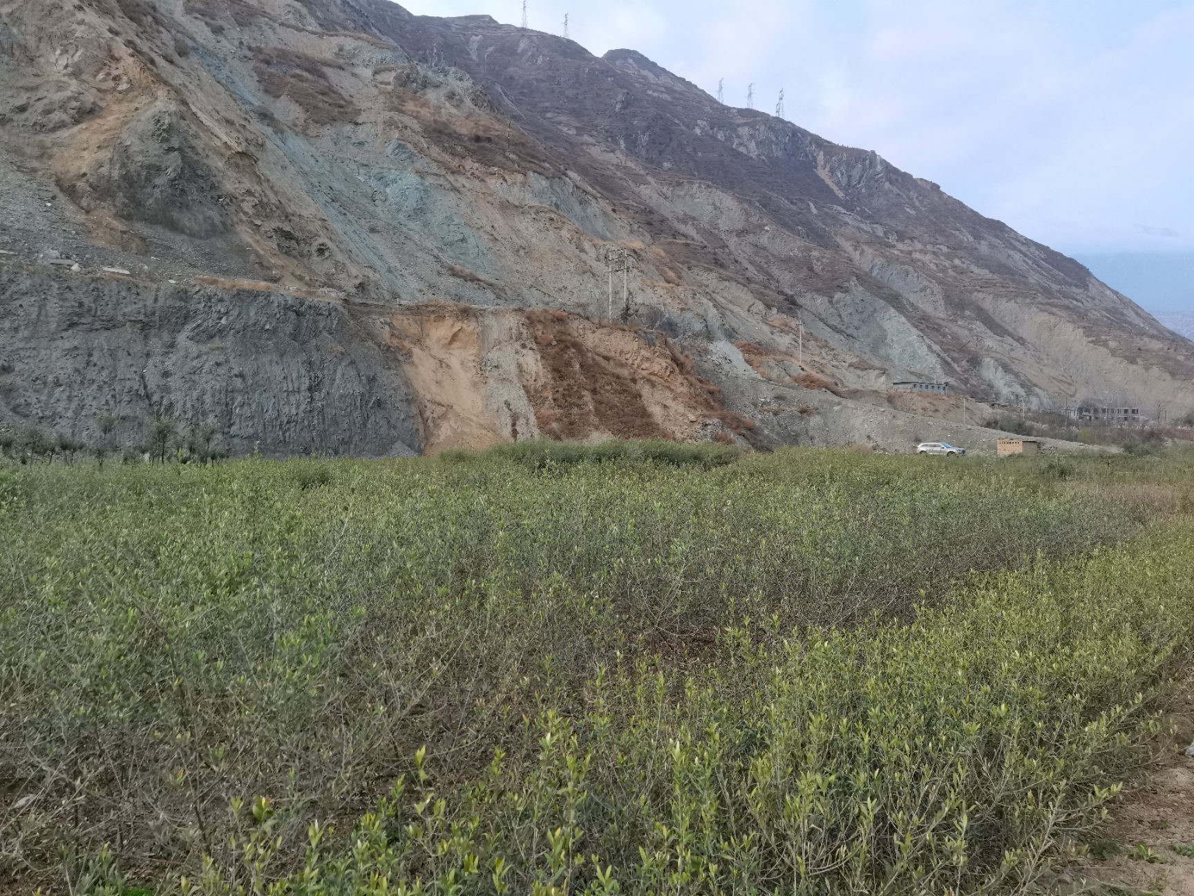  本公司常年出售各种规格的油橄榄苗，价格合理，量大从优，