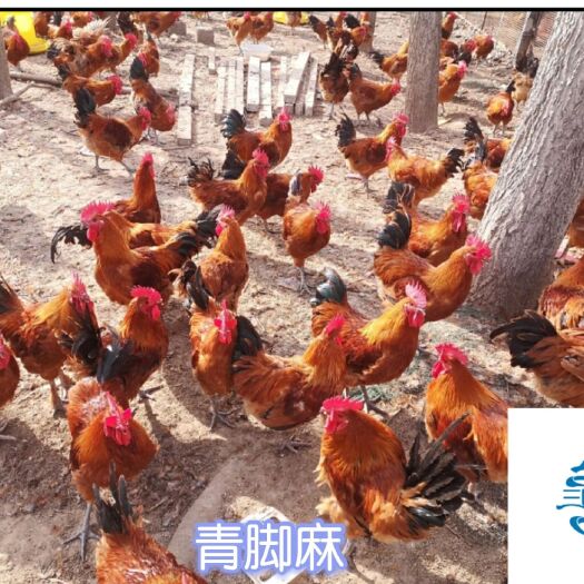 禹州市三黄鸡苗 统货 