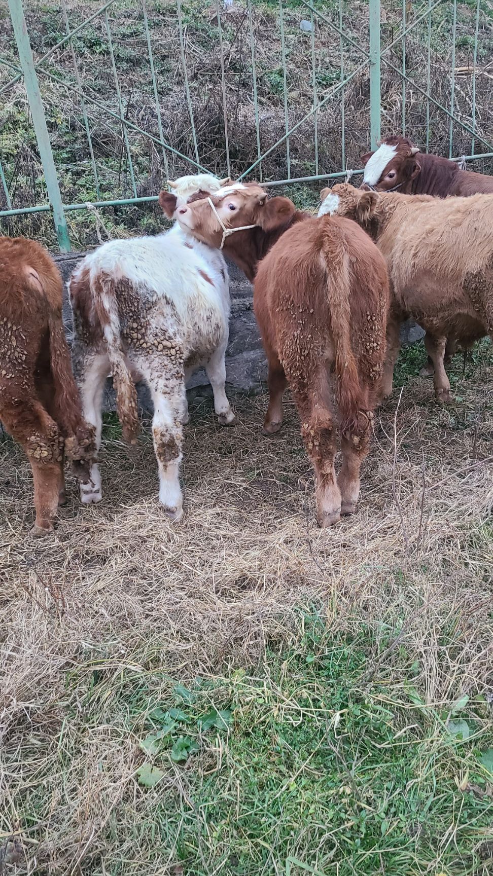 杂交牛  小公牛苗