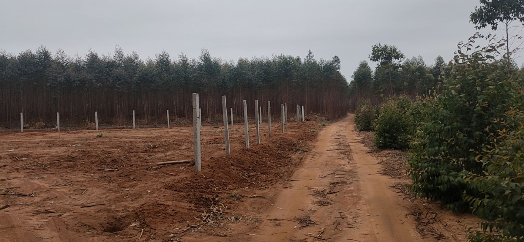 畜牧养殖用地 自家林地出租，交通方便