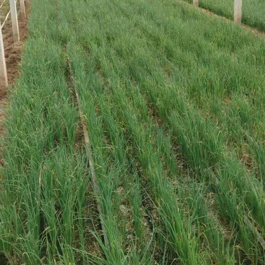 潍坊大葱苗 出售各种优质葱苗，质量好，价格优，需要葱苗的老板连系我吧。