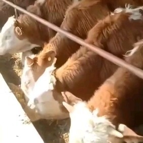 嘉祥县肉牛 纯种西门塔尔公牛