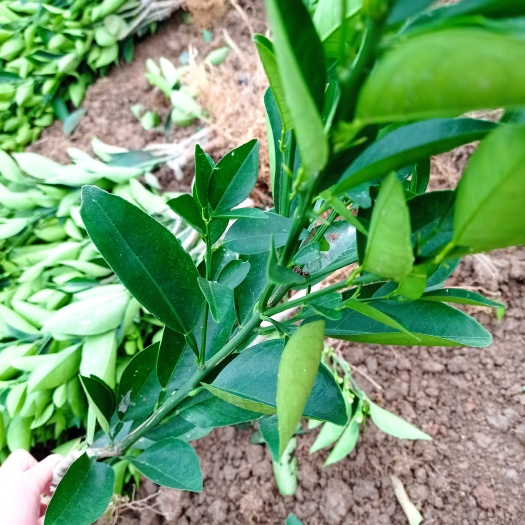 荔浦市夏橙树苗  夏橙嫁接苗 自家苗场货源