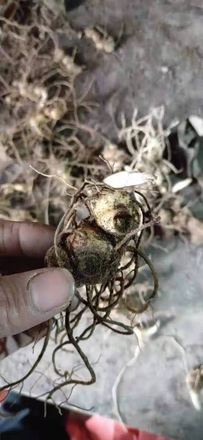多花黄精种苗，黄精种苗