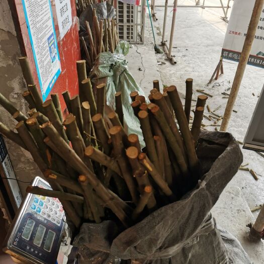 兴文县青脆李苗  李子苗起苗，青脆李，脆红李，蜂糖李都还有，需要的朋友联系