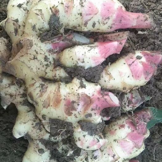 安丘市 优质大黄姜，鲜姜